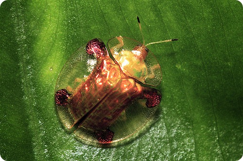 gindacii testoasa