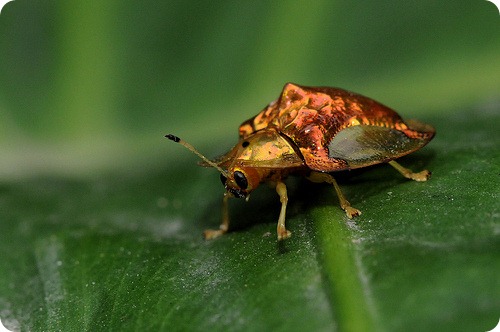 testoasa gindacii