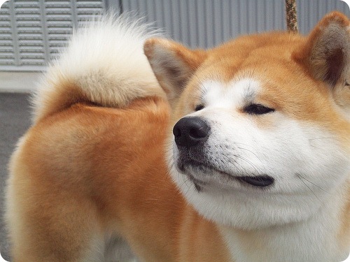 descriere akita inu