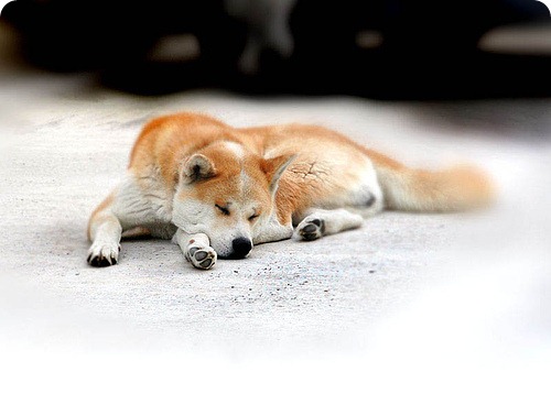 rasa akita inu