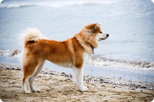 akita mea