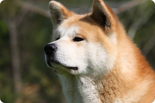 akita inu