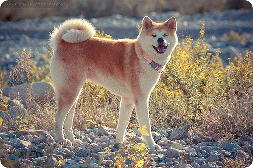 akita inu japonez