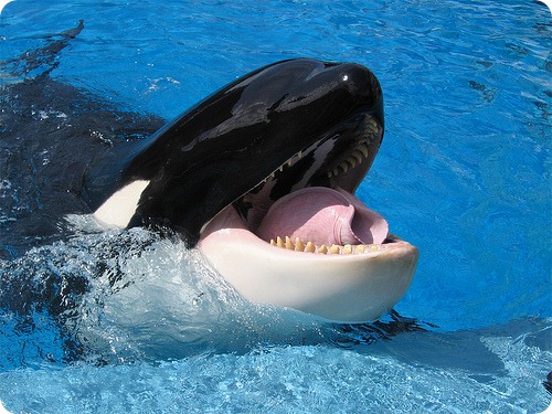 orca