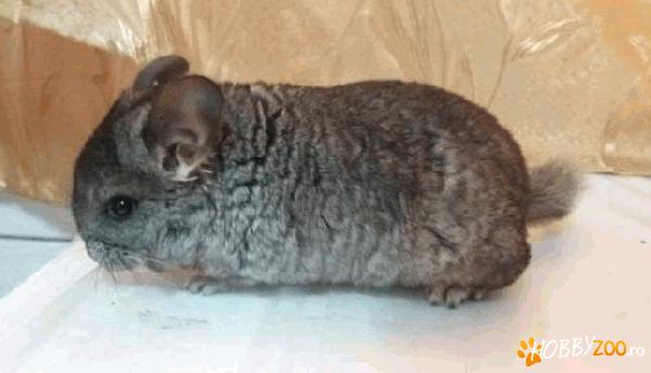 chinchilla ca animal de companie
