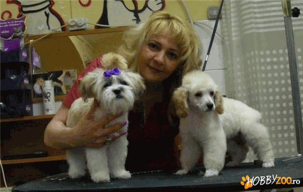 Scoala de Toaletaj Canin Timis