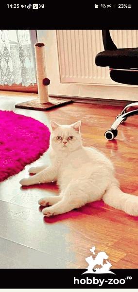 Montan british shorthair