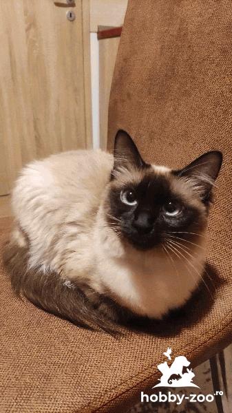Femela Ragdoll Caut motan 