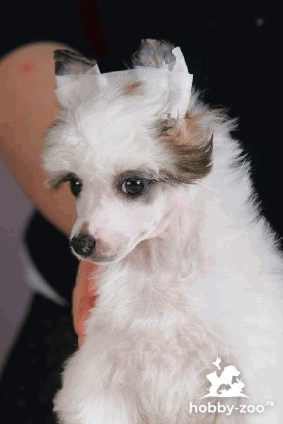 Câine Crestat Chinez – Pui de Vânzare