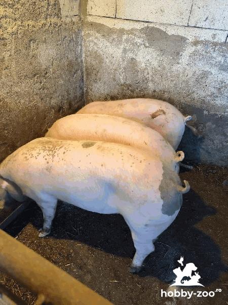 Vand porci la cel mai bun pret (Ilfov)