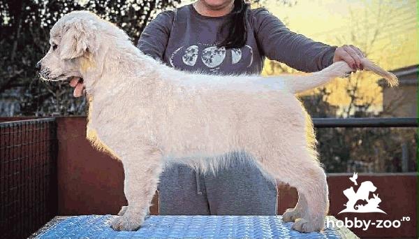 Golden Retriever – Cățeluș