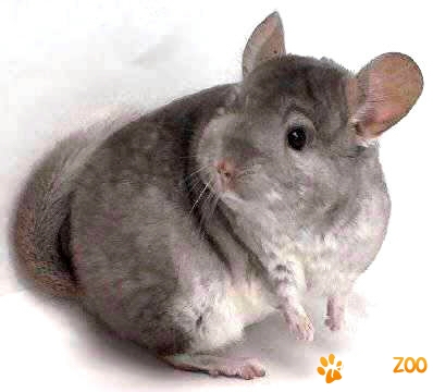 pui chinchilla
