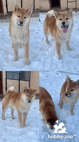 Shiba inu puppies from top parents