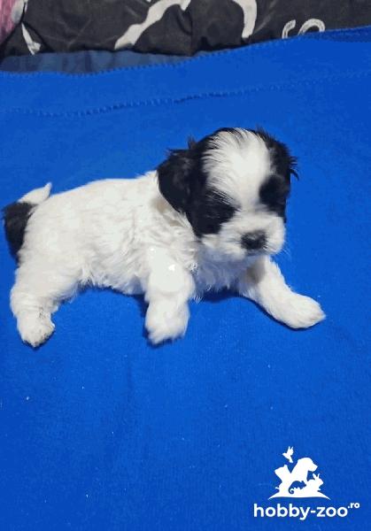 Baiat rasa shih tzu alb-negru
