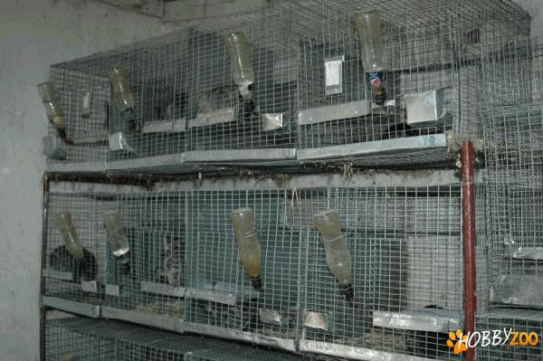 familie chinchilla