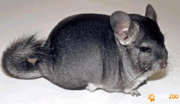  CHINCHILA CALITATE