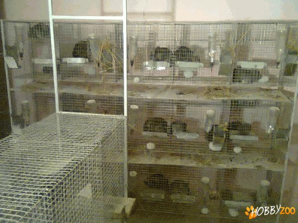 chinchila de vanzare