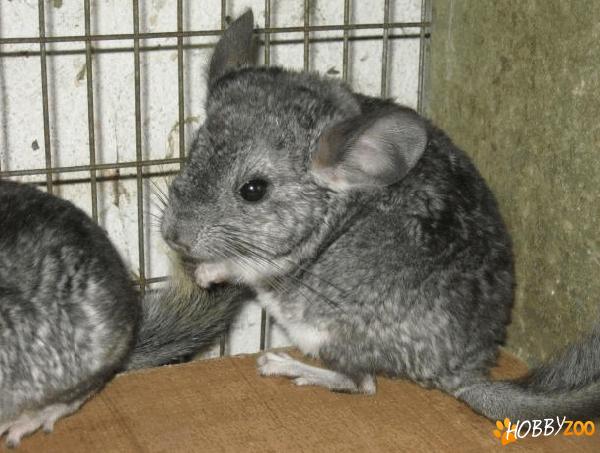 pui si adulti de chinchilla