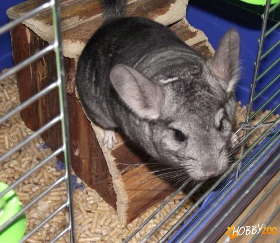 vand mascul chinchilla standard