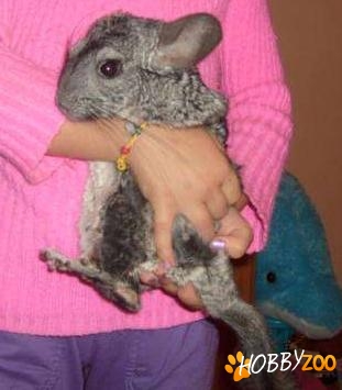 Chinchilla de companie