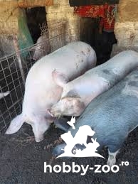 Vand carne de porc si porci la cel mai bun pret
