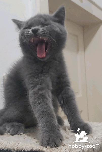British Shorthair simpatici