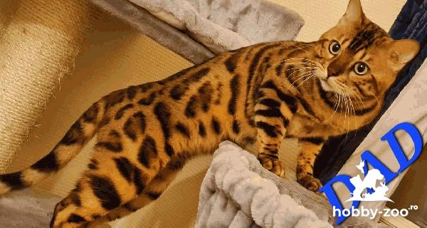 Bengal cu pedigree pentru imperechere