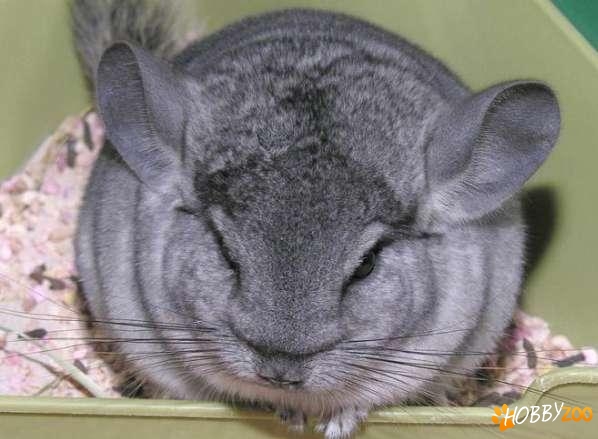  chinchilla  in  bucuresti 